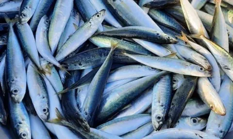 11 loại cá biển dân dã ở Việt Nam, kích thước nhỏ nhưng giàu protein và omega-3, bà nội trợ thấy là mua ngay về dùng