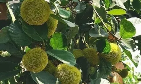 Loại quả xưa chín rụng đầy nay thành đặc sản 75.000 đ/kg, trồng một lần thu hoạch nhiều năm, du khách thích thú