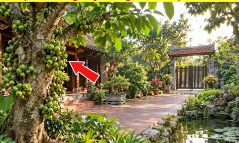 3 vị trí trồng cây sung hút tài lộc vào nhà: Là chỗ nào?