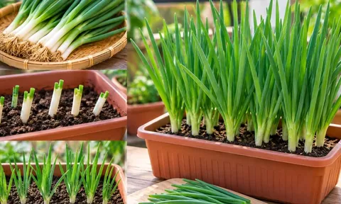 Trồng hành lá trong chậu: Cách đơn giản, nhanh gọn, chăm sóc nhàn mà vẫn có rau ăn quanh năm