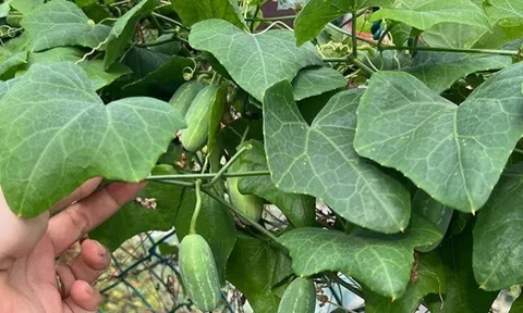 Loại quả mọc bờ rào xưa chín rụng đầy nay thành đặc sản 50.000 đ/kg, trồng một lần thu hoạch nhiều năm, người thành phố ưa chuộng