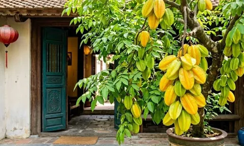 2 hướng tốt nhất trồng cây Khế