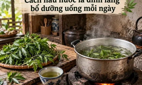 Cách nấu nước lá đinh lăng bổ dưỡng uống mỗi ngày