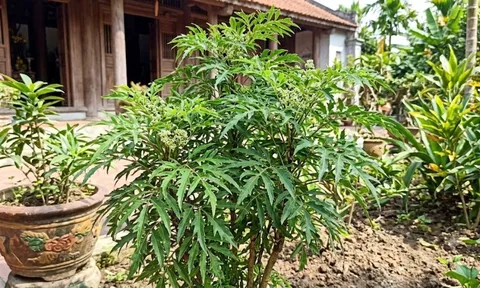 Mệnh nào hợp cây Đinh Lăng nhất?