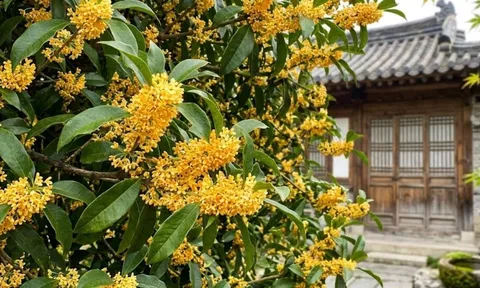 Người mệnh nào hợp trồng cây mộc hương (quế hoa) nhất?