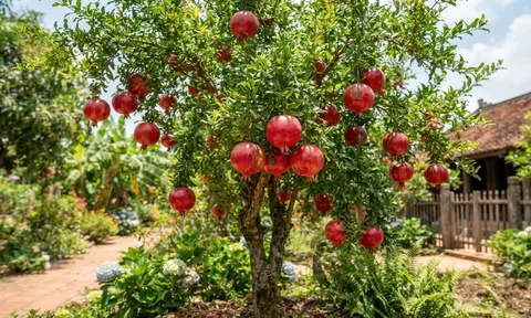 Ông bà ta thường nói "Phía Đông trồng lựu hốt vàng, phía Tây trồng hồng hốt bạc" vì sao?