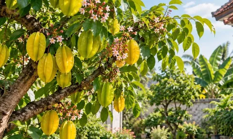Trồng cây khế phong thủy nên để trước hay sau nhà, bên trái hay bên phải?