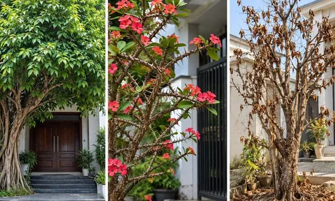 Trước nhà có 3 cây này, gia đạo dễ bất an: Nhiều gia đình nên chú ý khi bố trí