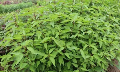 Loại rau lớn nhanh như thổi, giàu dưỡng chất, trồng một lần thu hoạch nhiều đợt giúp nông dân đổi đời
