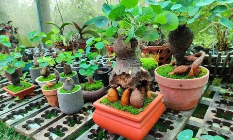 Loại cây mọc dại nơi núi hoang “lên chậu” thành bonsai độc lạ, đắt khách nhờ ý nghĩa phong thủy, có cây giá chục triệu đồng
