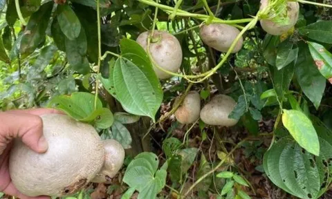 Đặc sản có tên "ngượng đỏ mặt", xưa leo bờ rào nay được ưa chuộng giá 70.000 đ/kg, trồng một lần thu hoạch nhiều năm