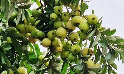 Loại quả tốt trên thế giới, Việt Nam trồng bạt ngàn thành đặc sản chỉ từ 25.000 đ/kg, thu hoạch nhiều năm