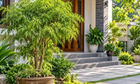 Cây đinh lăng phong thủy nên trồng ở đâu?