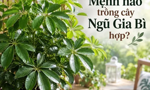 Mệnh nào trồng cây Ngũ Gia Bì hợp?