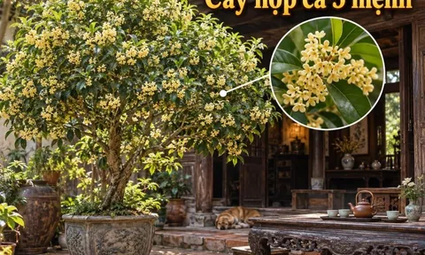 Loại cây hợp cả 5 mệnh, trồng nhà nào nhà đấy giàu