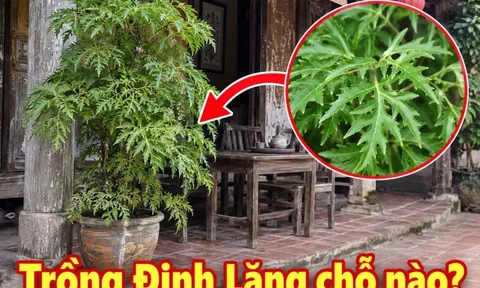 Trồng Đinh Lăng vị trí nào tốt nhất?