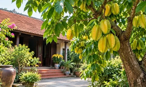 Người tuổi nào hợp trồng cây khế phong thủy? 4 con giáp được xem là dễ đón tài lộc, gia đạo thêm thuận