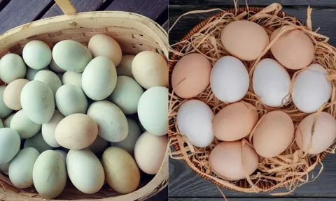 Trứng gà và trứng vịt - loại nào bổ dưỡng hơn?