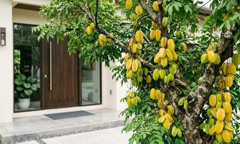 Tuổi nào hợp trồng cây khế nhất?