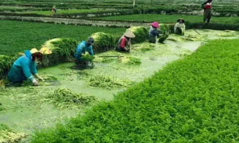 Loại rau lớn nhanh như thổi, trồng một lần thu hái quanh năm, giúp người dân rủng rỉnh kiếm tiền
