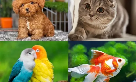 Trắc nghiệm tâm lý: Nếu được nuôi thú cưng, bạn sẽ chọn loài nào?