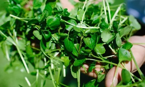 Loại rau tốt trên thế giới, Việt Nam trồng bạt ngàn chỉ 35 ngày cho thu hoạch, chợ Việt bán giá rẻ bèo, tốt cho sức khoẻ