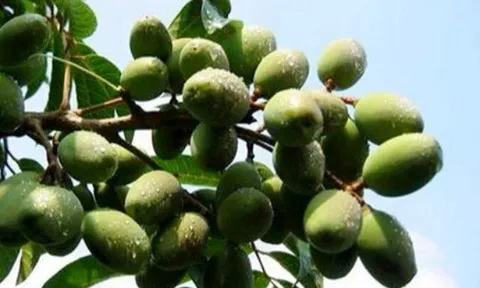 Loại quả xưa chín rụng đầy gốc nay thành đặc sản 80.000 đ/kg, trồng một lần thu hoạch nhiều năm, được ưa chuộng ở thành phố