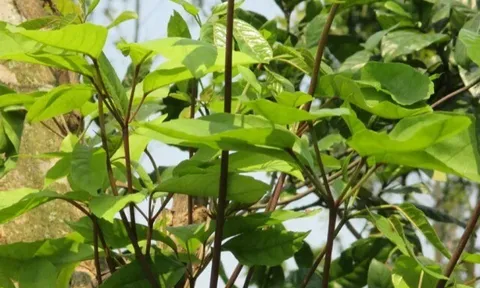 Đặc sản có tên "ngượng đỏ mặt", xưa mọc bờ rào nay được ưa chuộng giá 50.000 đ/kg, trồng một lần thu hoạch nhiều năm