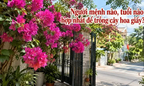 Người mệnh nào, tuổi nào hợp nhất để trồng cây hoa giấy?