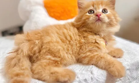 4 loài thú cưng được coi như "linh vật" mùa Trung thu, vừa đẹp vừa sạch, có con được ví là “kẻ ngăn nắp nhất”