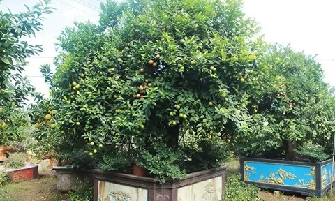 Cây ăn quả quen thuộc “lên chậu” thành bonsai độc lạ, là biểu tượng cho sự giàu có, giá đắt vẫn được săn lùng