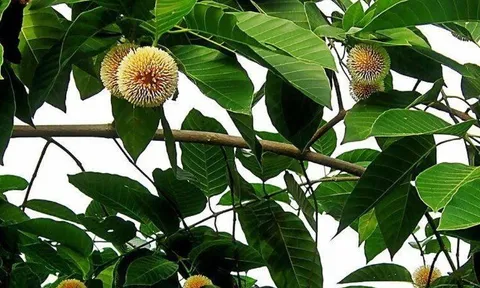 Loại quả xưa chín rụng đầy gốc nay thành đặc sản 200.000 đ/kg, trồng một lần thu hoạch nhiều năm, du khách thích mê