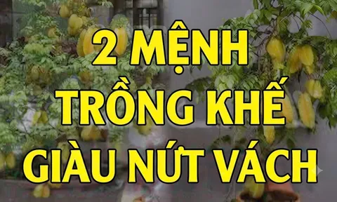 2 mệnh trồng khế cực kỳ hút tài lộc: Tiền về như nước