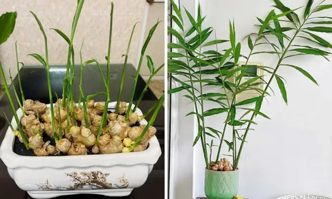 5 điều quan trọng cần biết khi chơi chậu gừng trong nhà