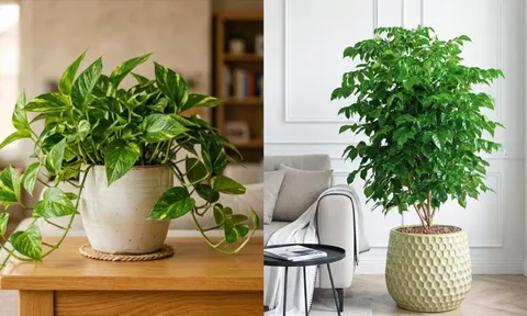 5 loại cây cảnh được nhiều gia đình ưa chuộng: Vừa làm đẹp nhà, vừa mang ý nghĩa may mắn, tài lộc