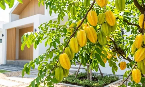 Cách trồng khế quả chín đầy cành, ngọt lịm, mọng nước