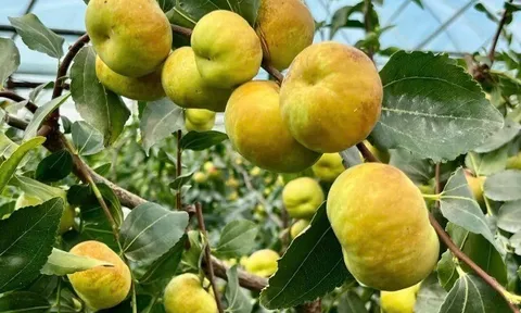 Loại quả mọc bờ rào xưa không ai biết đến, nay thành đặc sản ở thành phố giá 250.000 đ/kg, trồng một lần thu hoạch nhiều năm