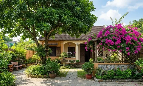 3 loại cây quen thuộc được nhiều gia đình chọn trồng trước nhà, vừa tạo bóng mát vừa mang ý nghĩa phong thủy