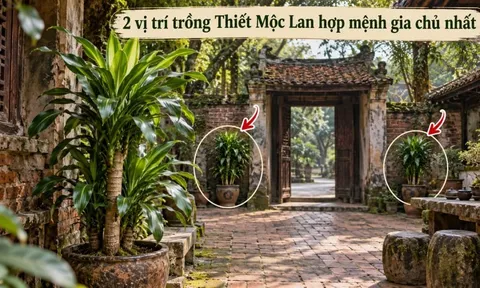 2 vị trí trồng Thiết Mộc Lan hợp mệnh gia chủ nhất