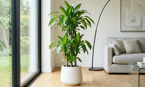 Mệnh nào hợp cây Thiết Mộc Lan nhất?