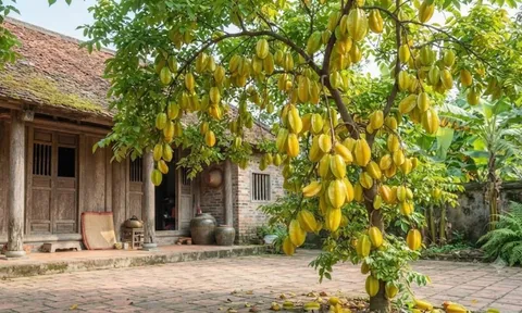 Mệnh nào kỵ cây Khế nhất?