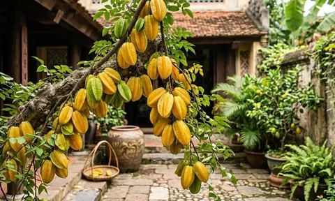 Tuổi nào hợp trồng cây Khế nhất?