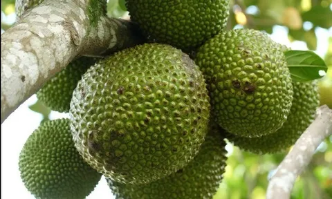Loại quả mọc bờ rào xưa chín rụng đầy nay thành đặc sản 90.000 đ/kg, trồng một lần thu hoạch nhiều năm, được ưa chuộng ở thành phố