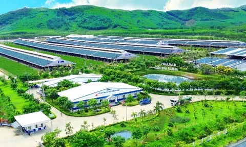 50 năm Vinamilk: Hành trình không ngừng nâng chuẩn