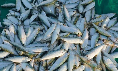 Loại cá nào được đánh giá tốt trên thế giới, giàu Omega-3, hàm lượng canxi gấp nhiều lần nước hầm xương?