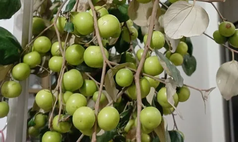 Loại quả tốt trên thế giới, Việt Nam trồng khắp nơi thành đặc sản ở thành phố giá 50.000 đ/kg, thu hoạch nhiều năm