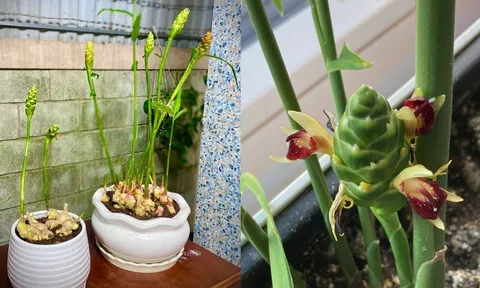 Cách trồng gừng ra hoa hút Tài Lộc, gọi Phú Quý