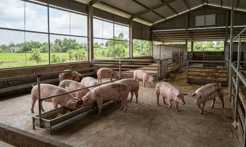Giá heo hơi hôm nay 23/9: Ba miền đồng loạt đi ngang, người chăn nuôi chờ sức mua cuối năm