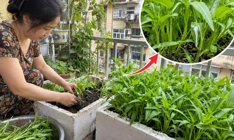 Cách trồng rau muống ngọn xanh non mập mạp