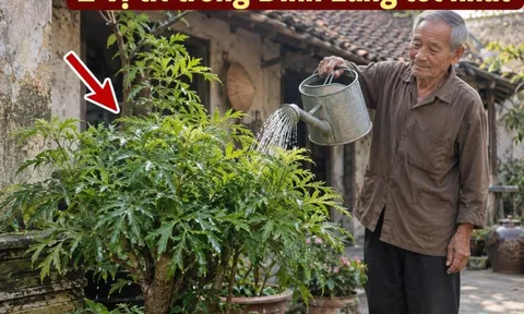 2 vị trí trồng Đinh Lăng tốt nhất